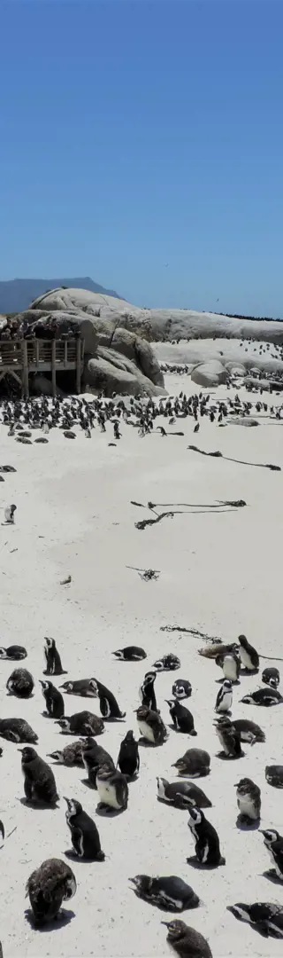 Brillenpinguine
